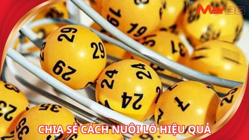 Chia sẻ cách nuôi lô hiệu quả